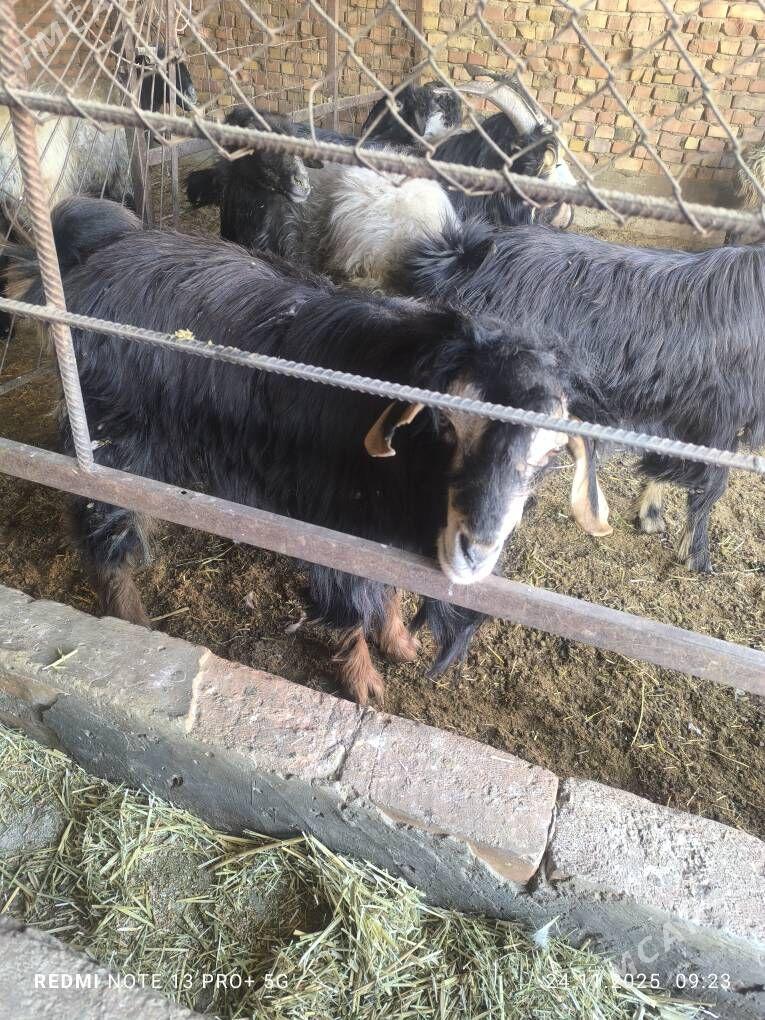 goýun teke - Bäherden - img 2