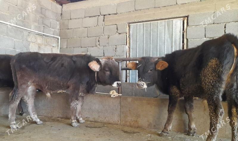 öküz - Бузмеин - img 5