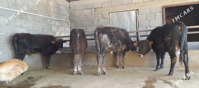 öküz - Бузмеин - img 10