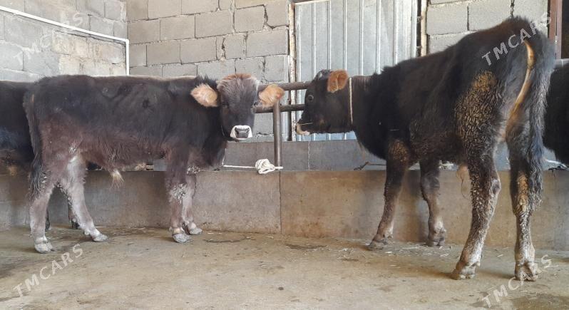 öküz - Бузмеин - img 2