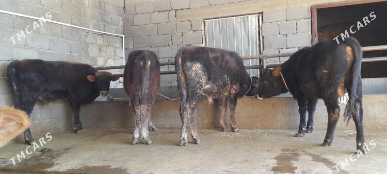 öküz - Бузмеин - img 4