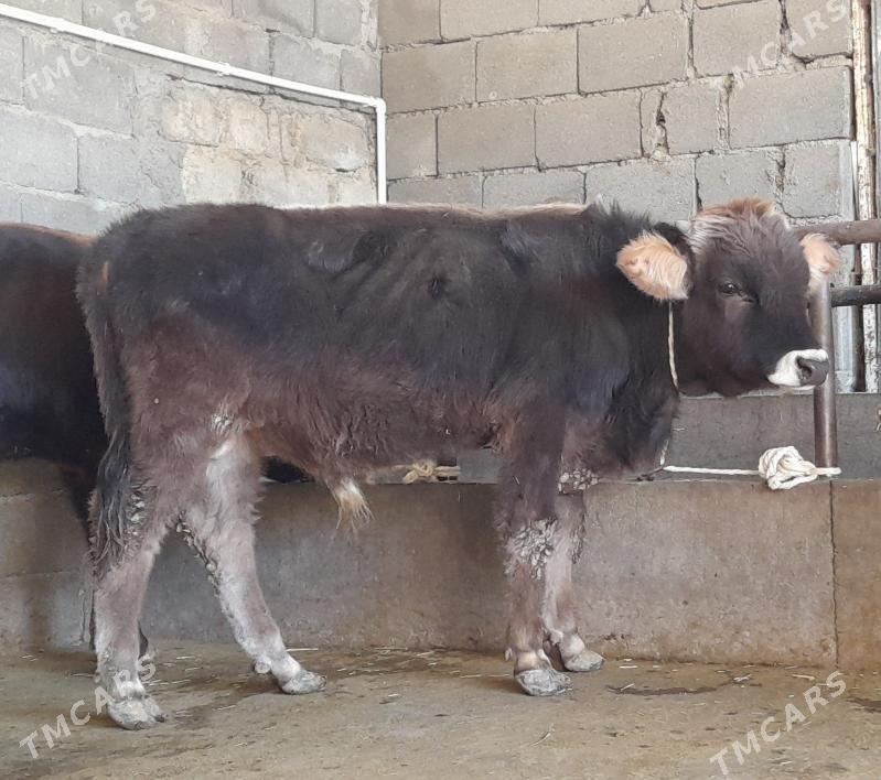 öküz - Бузмеин - img 8