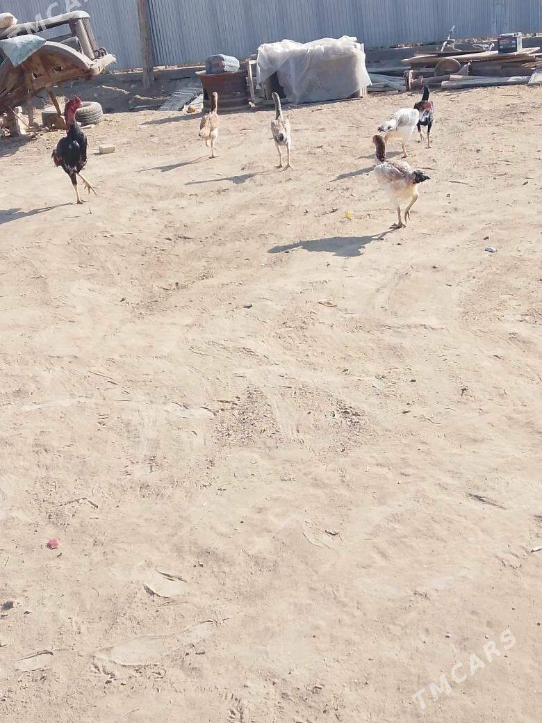 bayes horaz - Mary - img 4