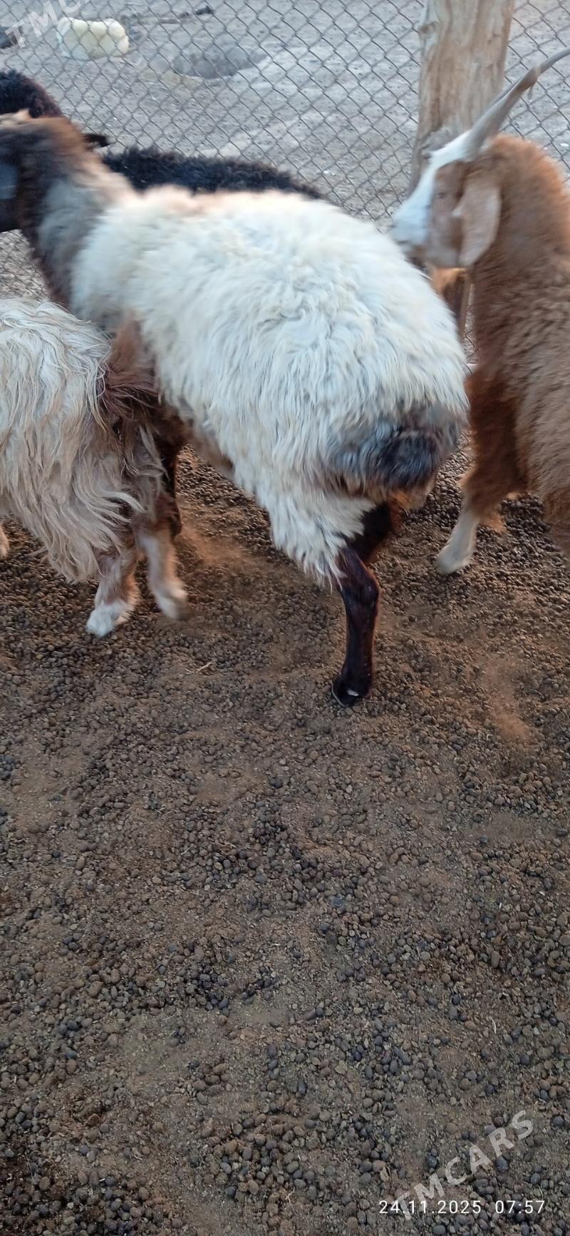 Goyun - Серхетабат (Кушка) - img 2