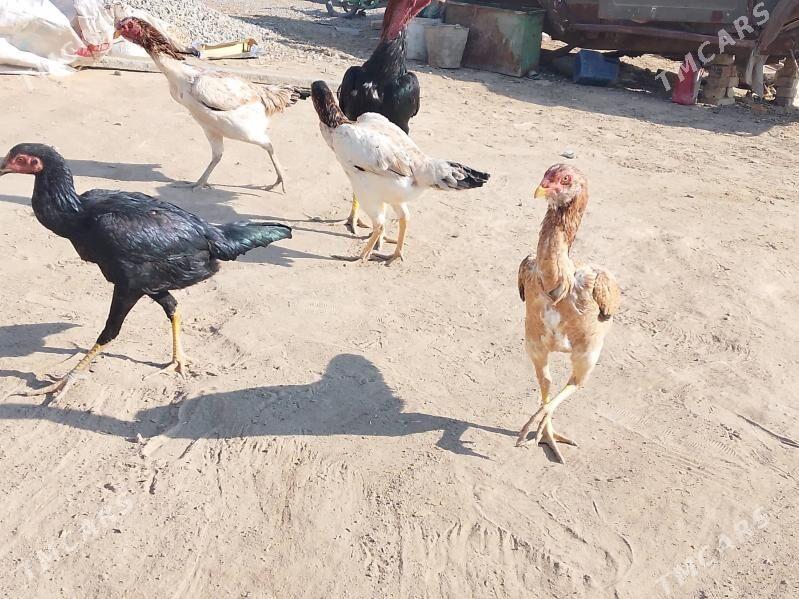 bayes horaz - Mary - img 6