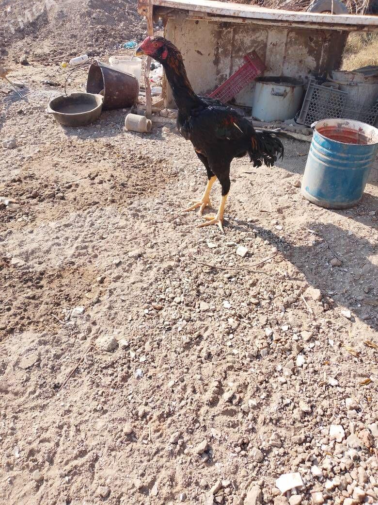 bayes horaz - Mary - img 1