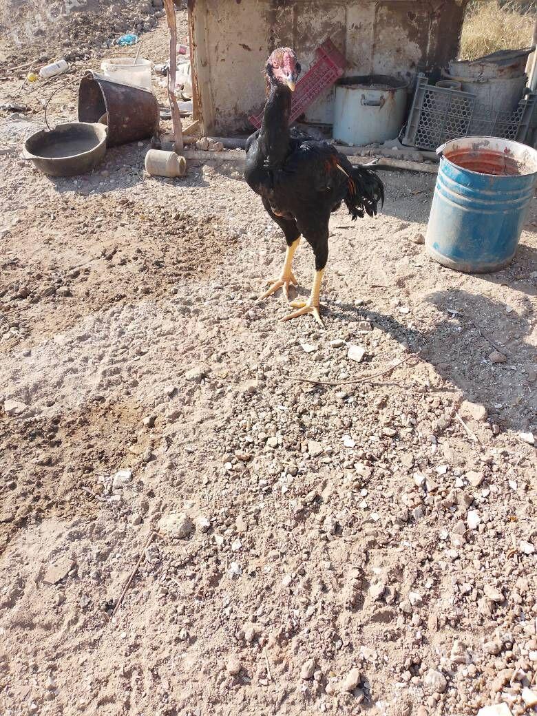 bayes horaz - Mary - img 2