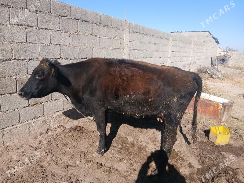 sygyr - Kaka - img 3