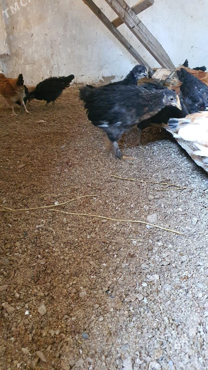 jüýje - Векильбазар - img 2