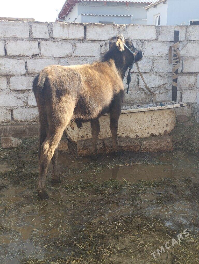 Okuz 11aylyk - Balkanabat - img 3