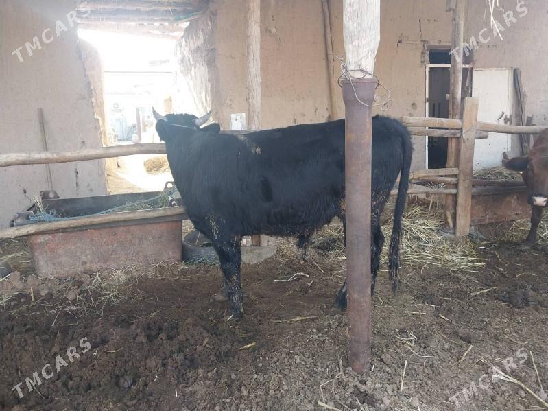 okuz - Türkmenabat - img 2