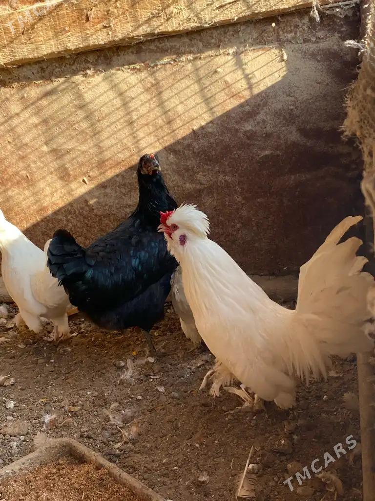 karlik towuk horaz - Mary - img 6