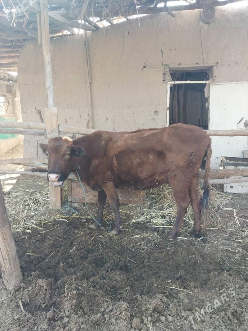 yetik bagaz sygyr - Türkmenabat - img 1