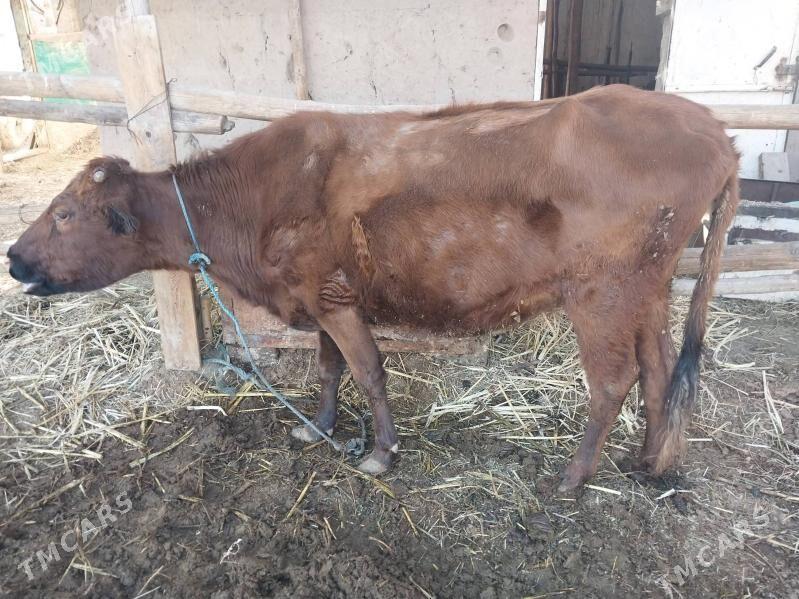 yetik bagaz sygyr - Türkmenabat - img 2