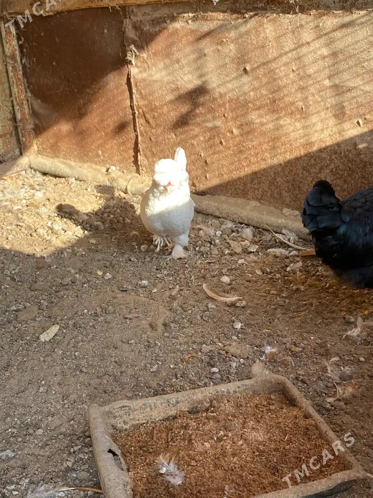 karlik towuk horaz - Mary - img 4