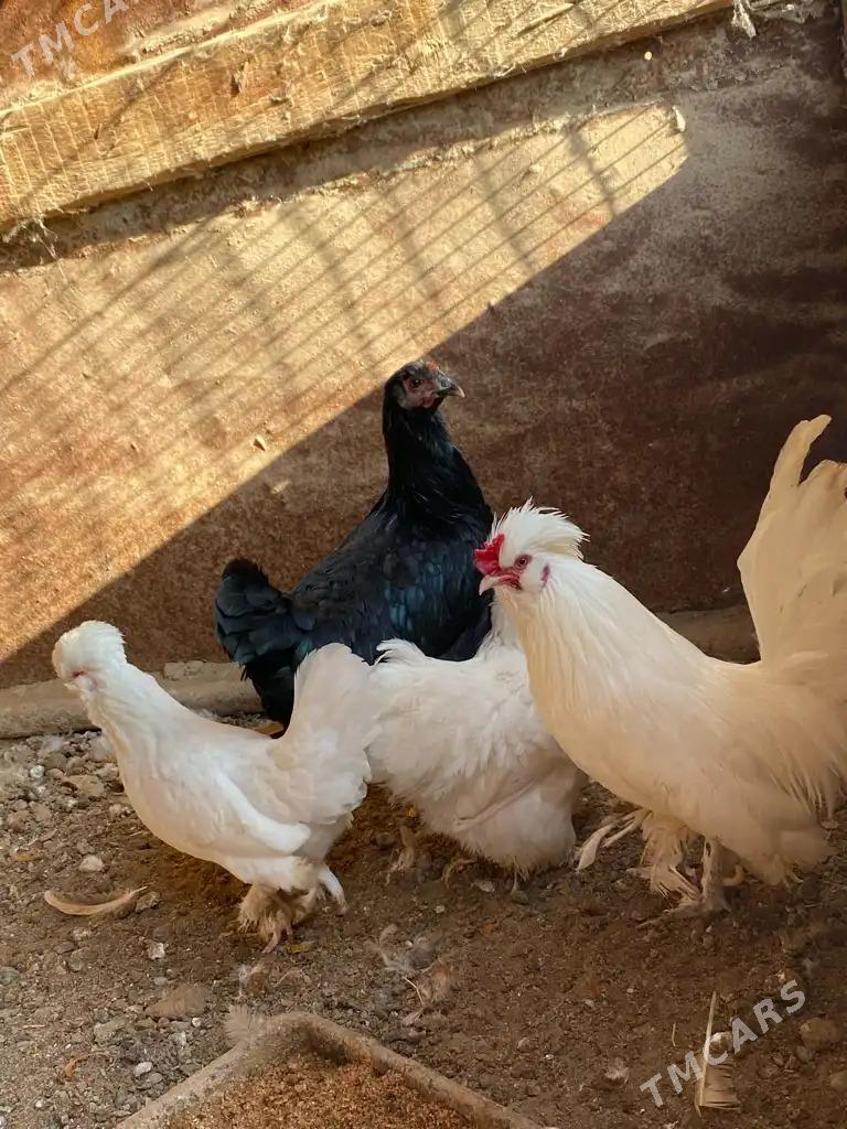 karlik towuk horaz - Mary - img 9