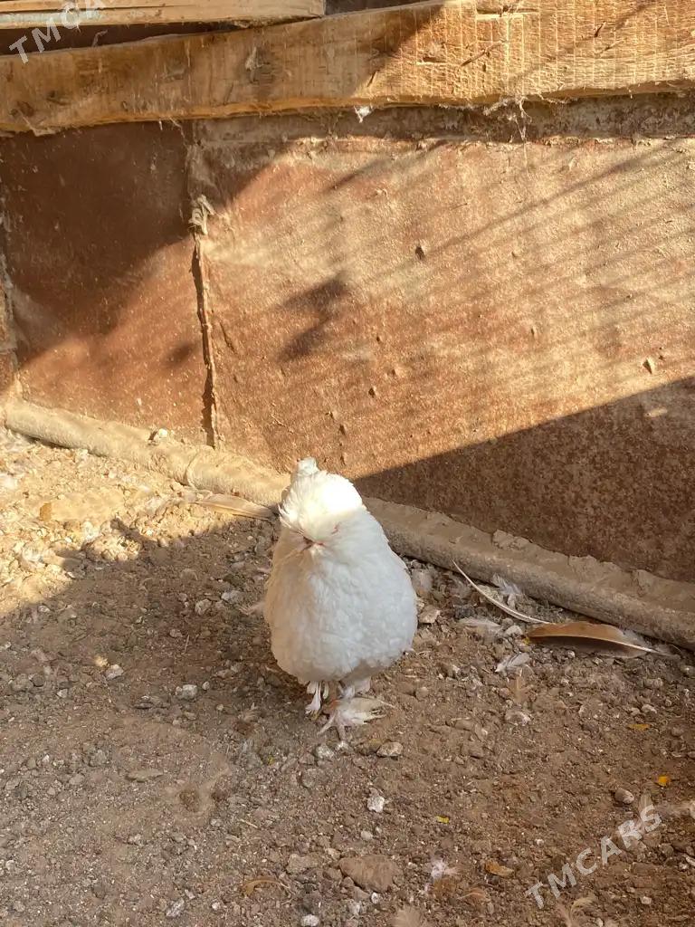 karlik towuk horaz - Mary - img 8