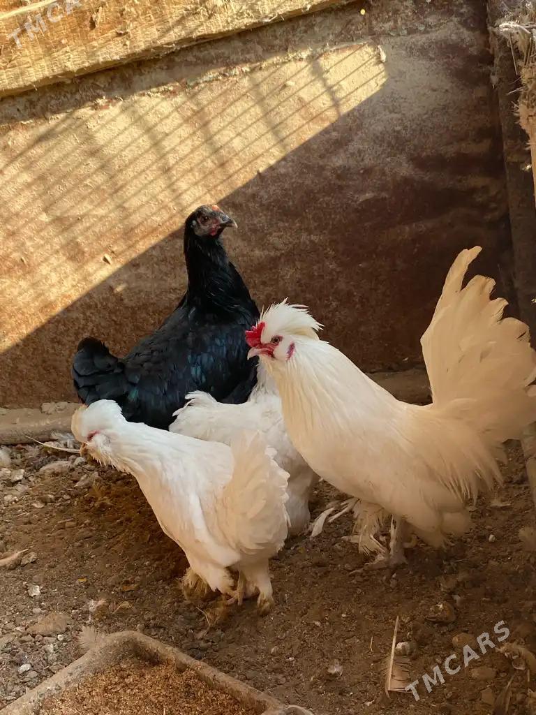 karlik towuk horaz - Mary - img 7