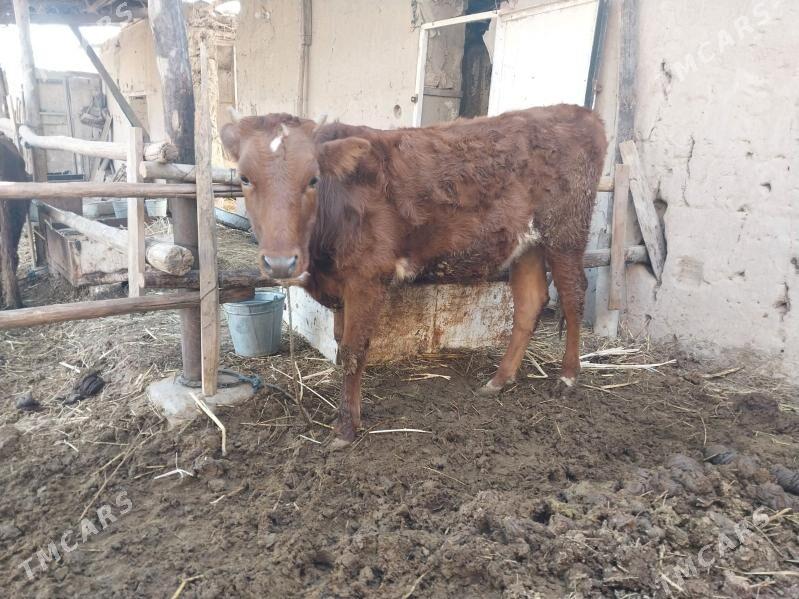 kysyr unajin - Туркменабат - img 1