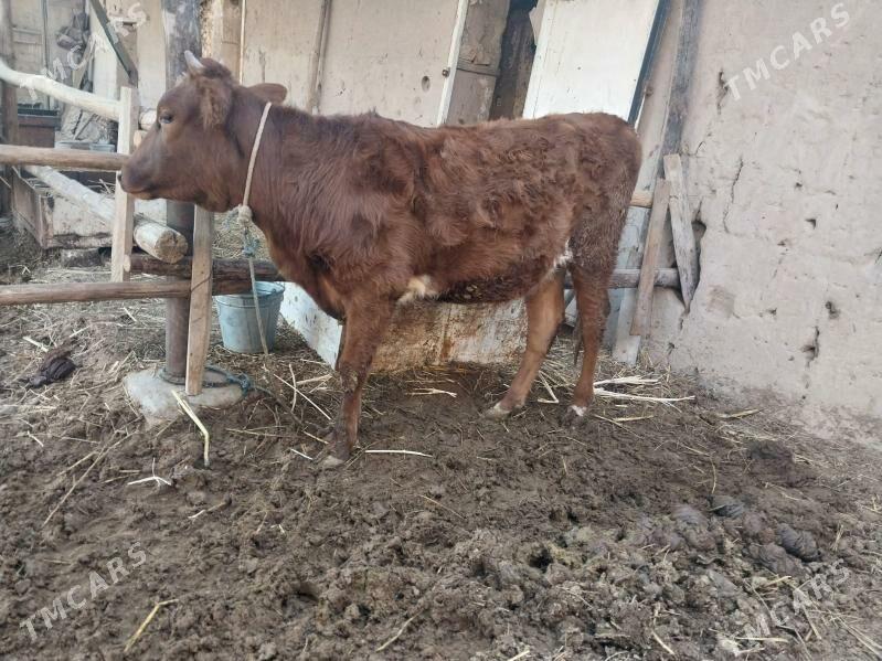 kysyr unajin - Туркменабат - img 2