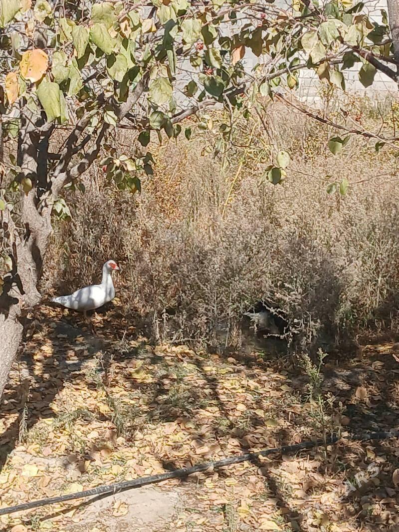 ördek indautka urkacy - Gökdepe - img 2