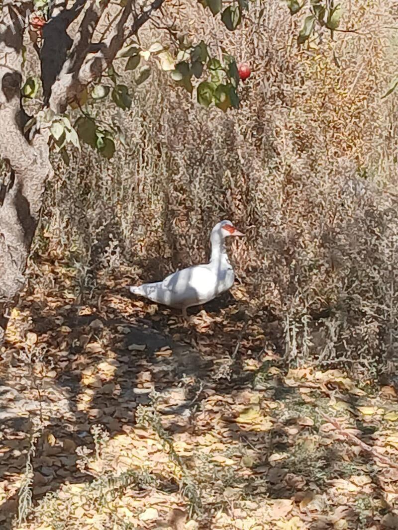 ördek indautka urkacy - Gökdepe - img 4