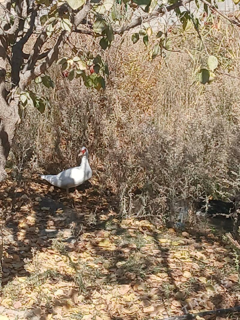 ördek indautka urkacy - Gökdepe - img 3