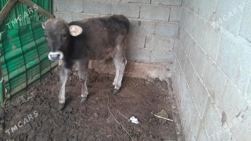 okuz gole - Ялкым - img 3