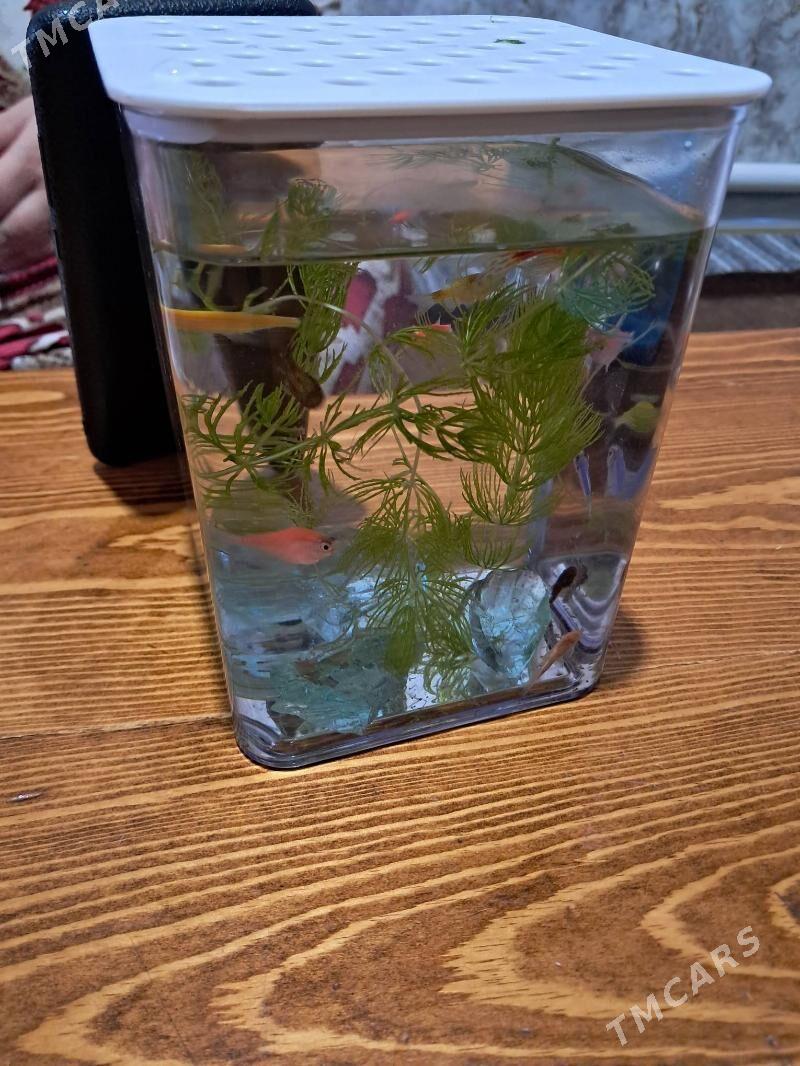 balyk - Ашхабад - img 1