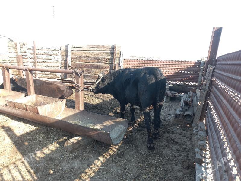 Okuz - Берекет - img 3