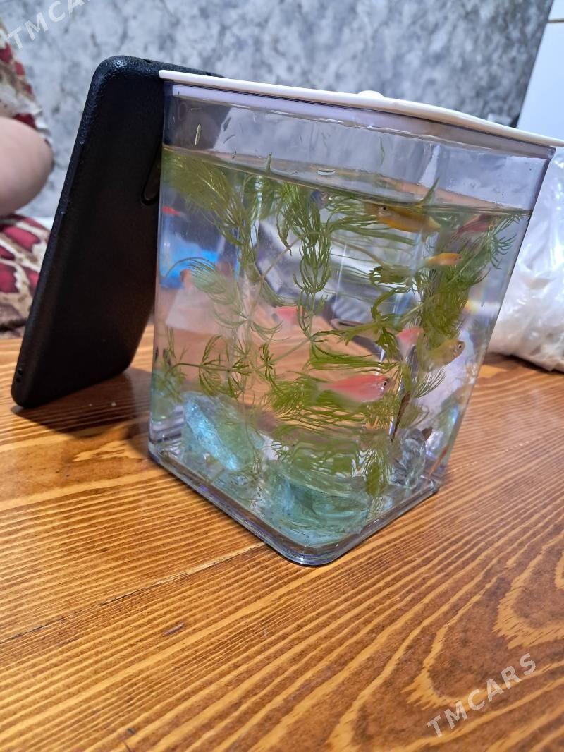 balyk - Ашхабад - img 2