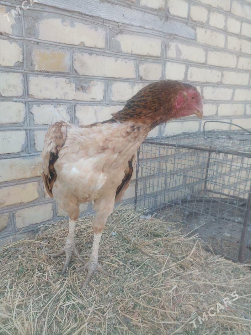 towuk - Çärjew - img 3