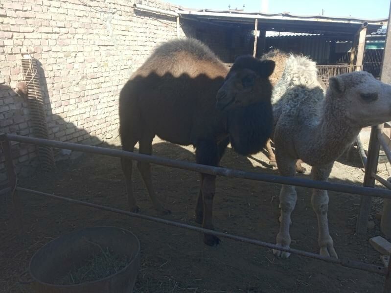 maya torum - Bereket - img 4