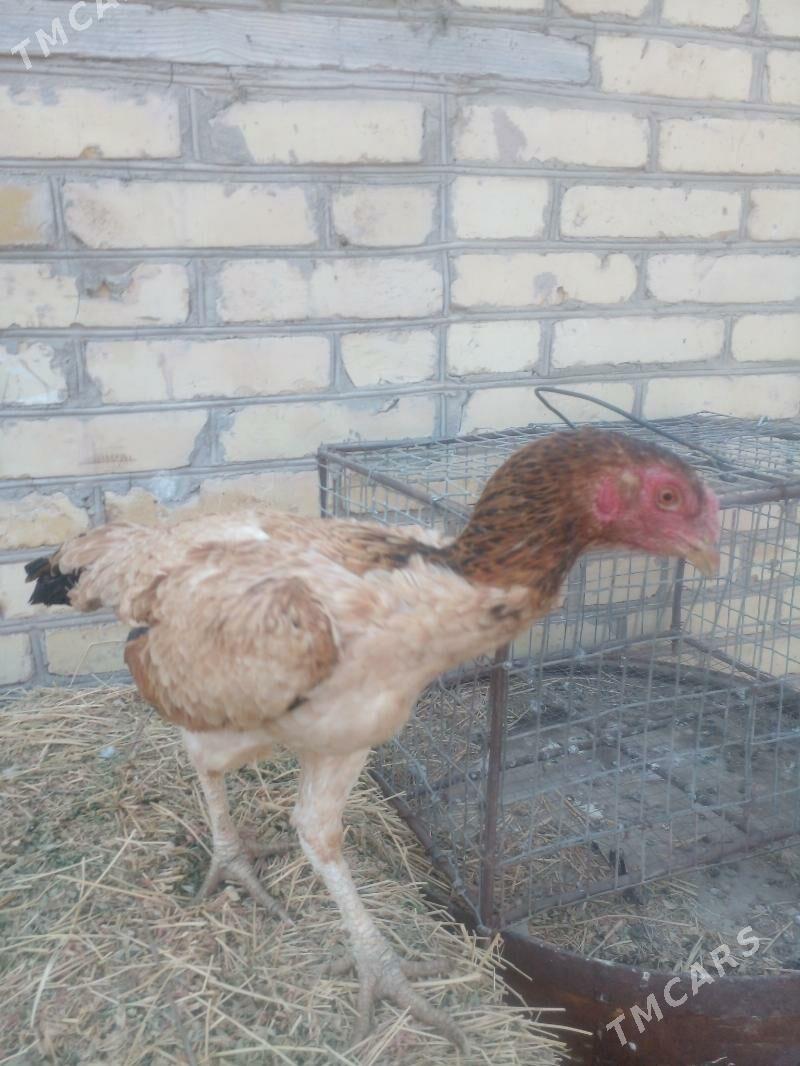 towuk - Çärjew - img 4