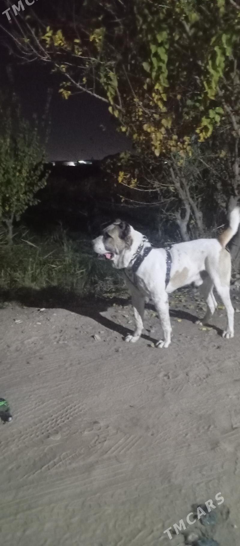 Aźdar palwan - Векильбазар - img 2