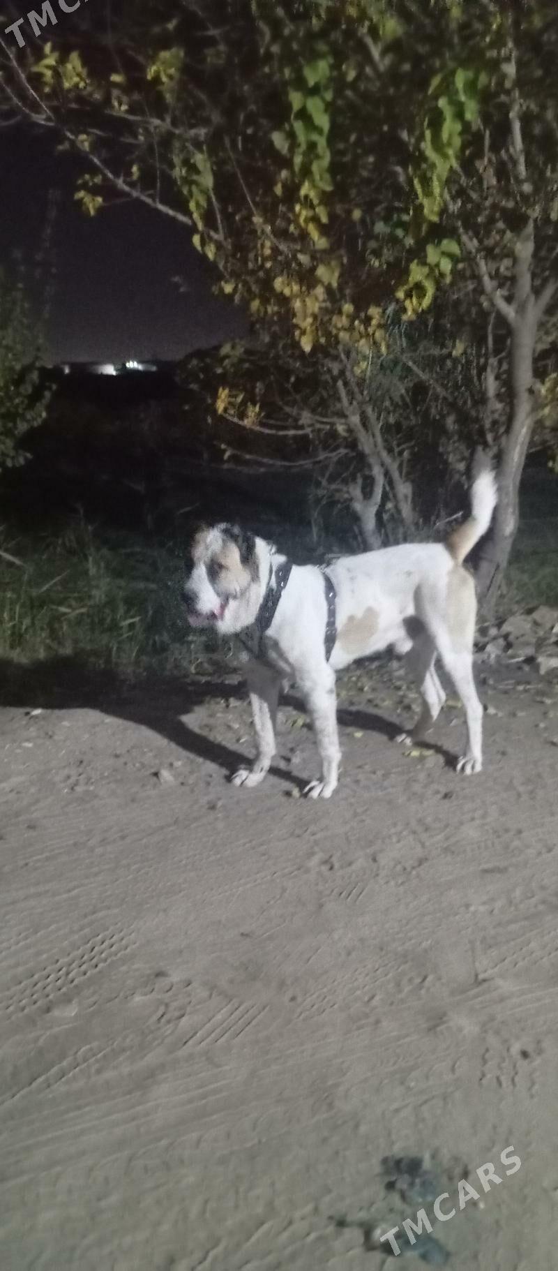 Aźdar palwan - Векильбазар - img 3