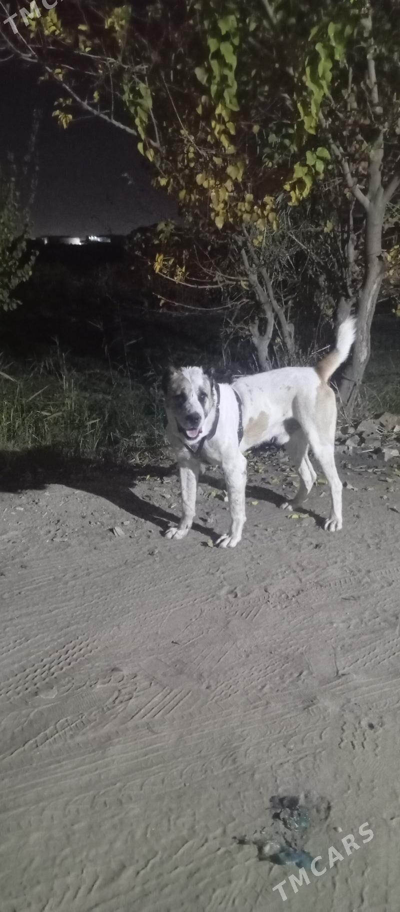 Aźdar palwan - Векильбазар - img 1