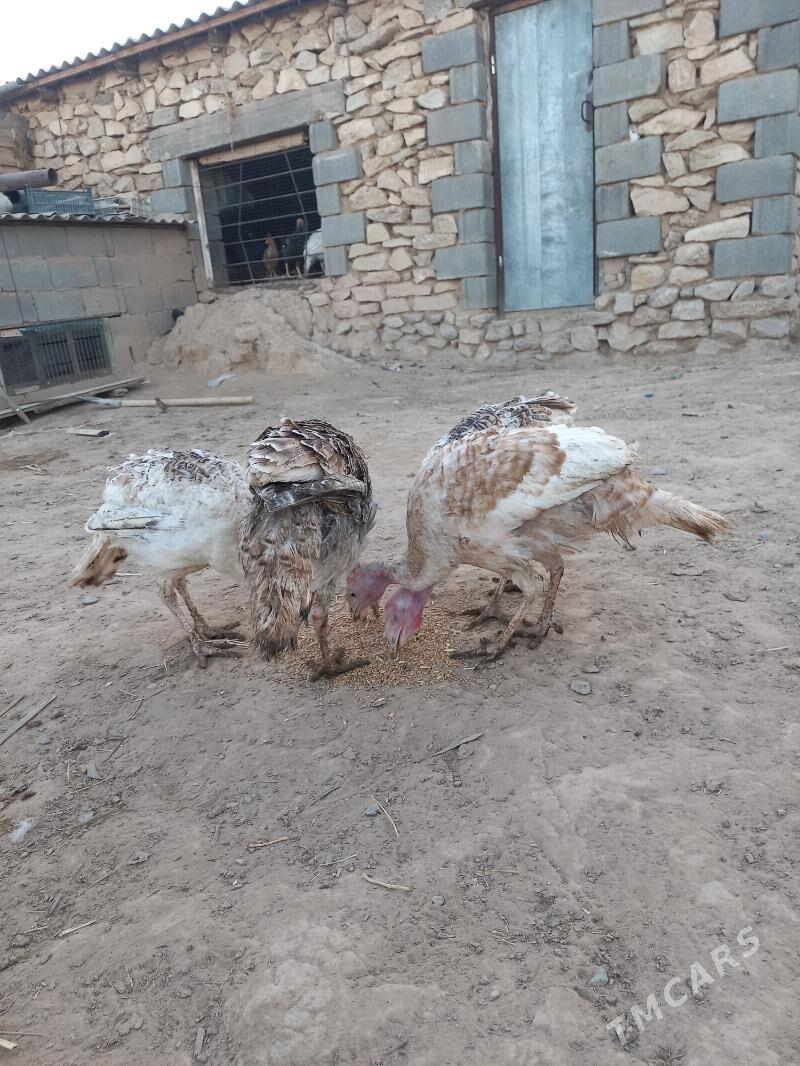 Induk - Гызыларбат - img 2