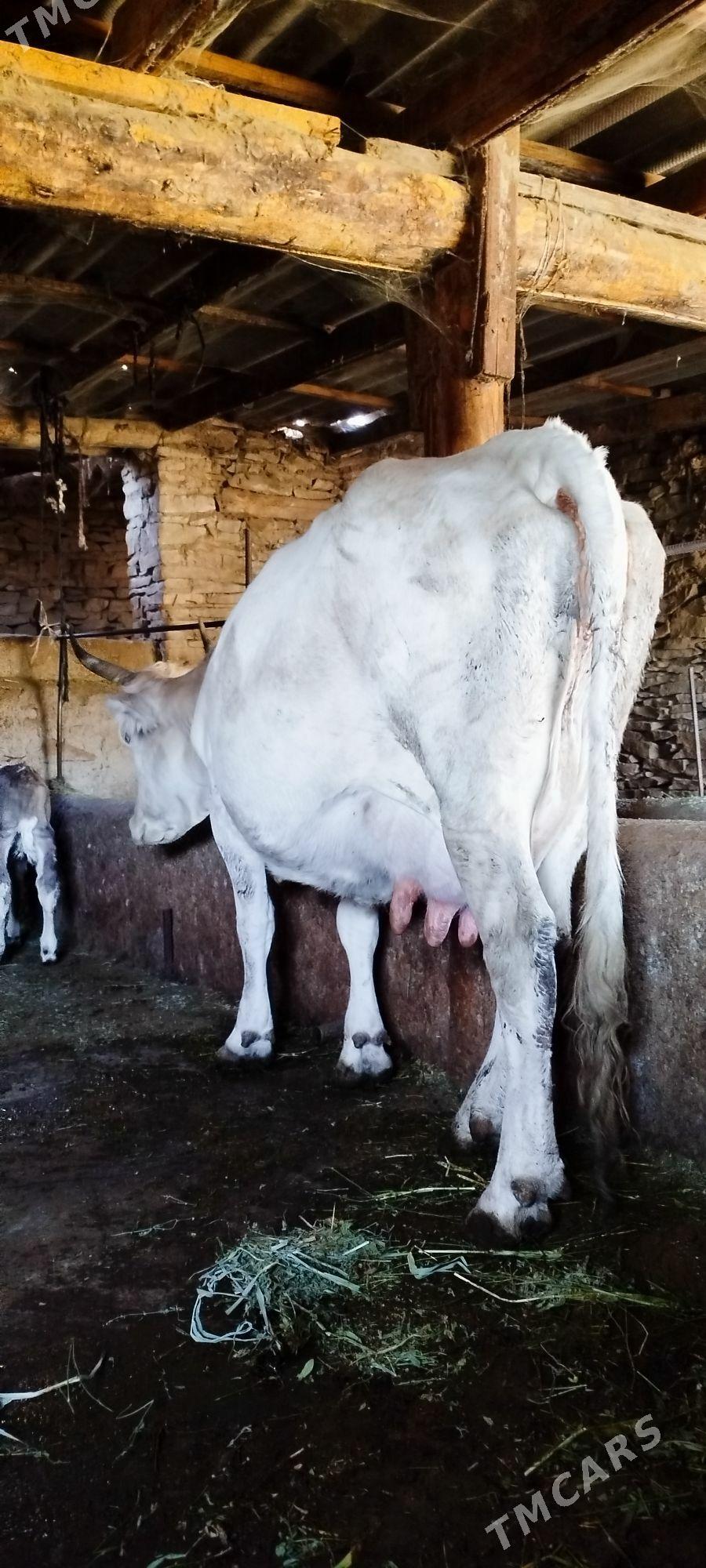 Gibrit Gölely sygyr - Бахарден - img 8