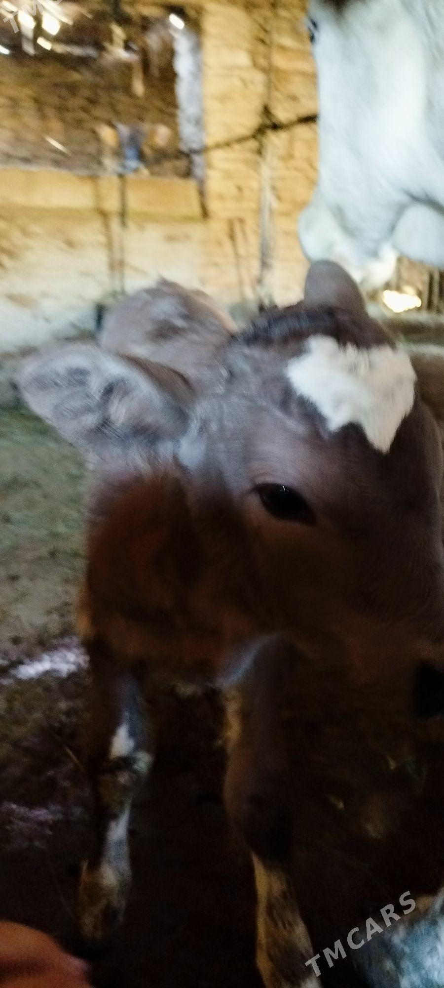 Gibrit Gölely sygyr - Бахарден - img 1