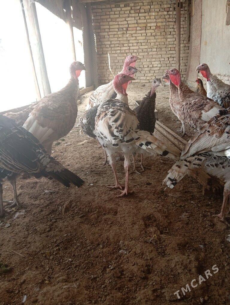 induk - Mary - img 3