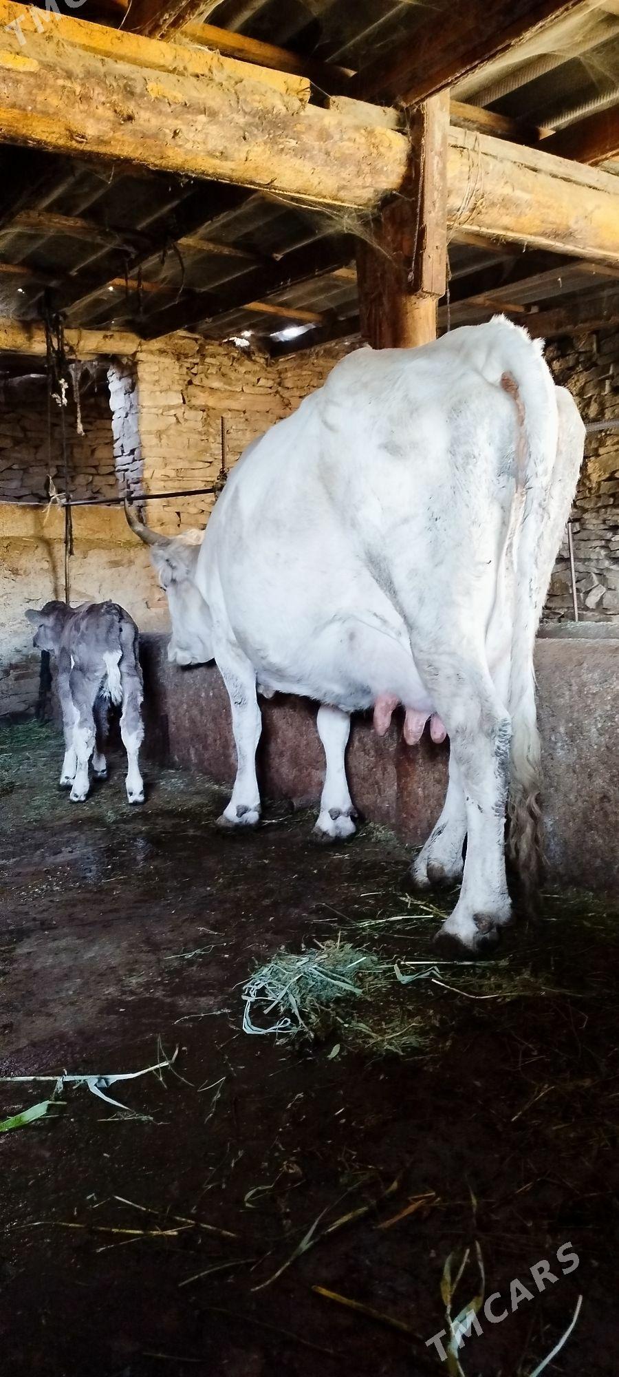 Gibrit Gölely sygyr - Бахарден - img 9