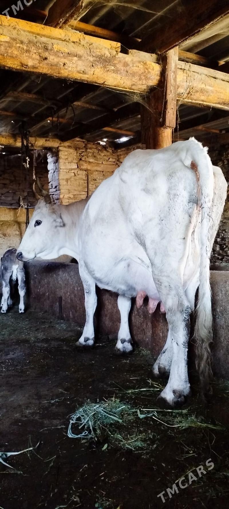 Gibrit Gölely sygyr - Бахарден - img 5