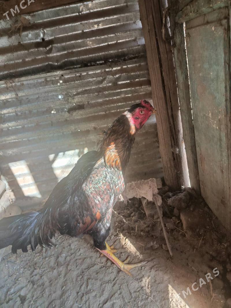 Байсы хораз - Чарджоу - img 2