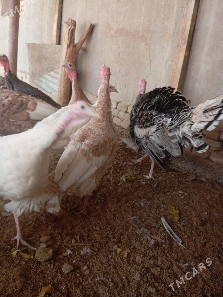 induk - Mary - img 5