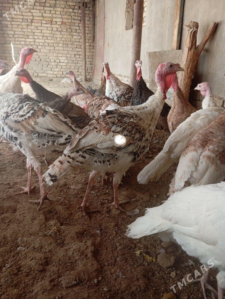 induk - Mary - img 4