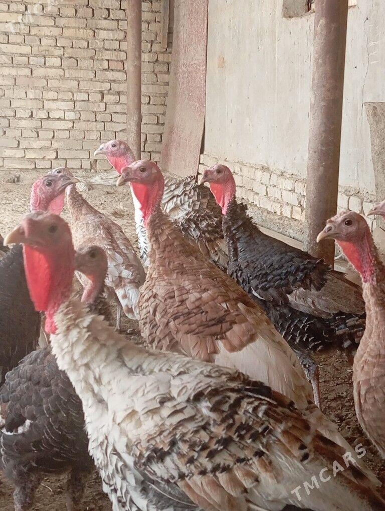 induk - Mary - img 2