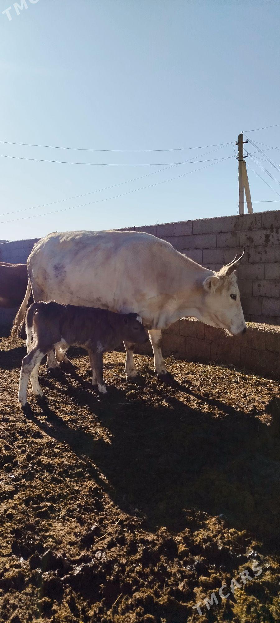 Gibrit Gölely sygyr - Бахарден - img 4