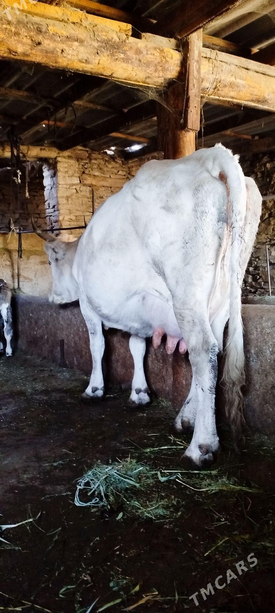 Gibrit Gölely sygyr - Бахарден - img 7