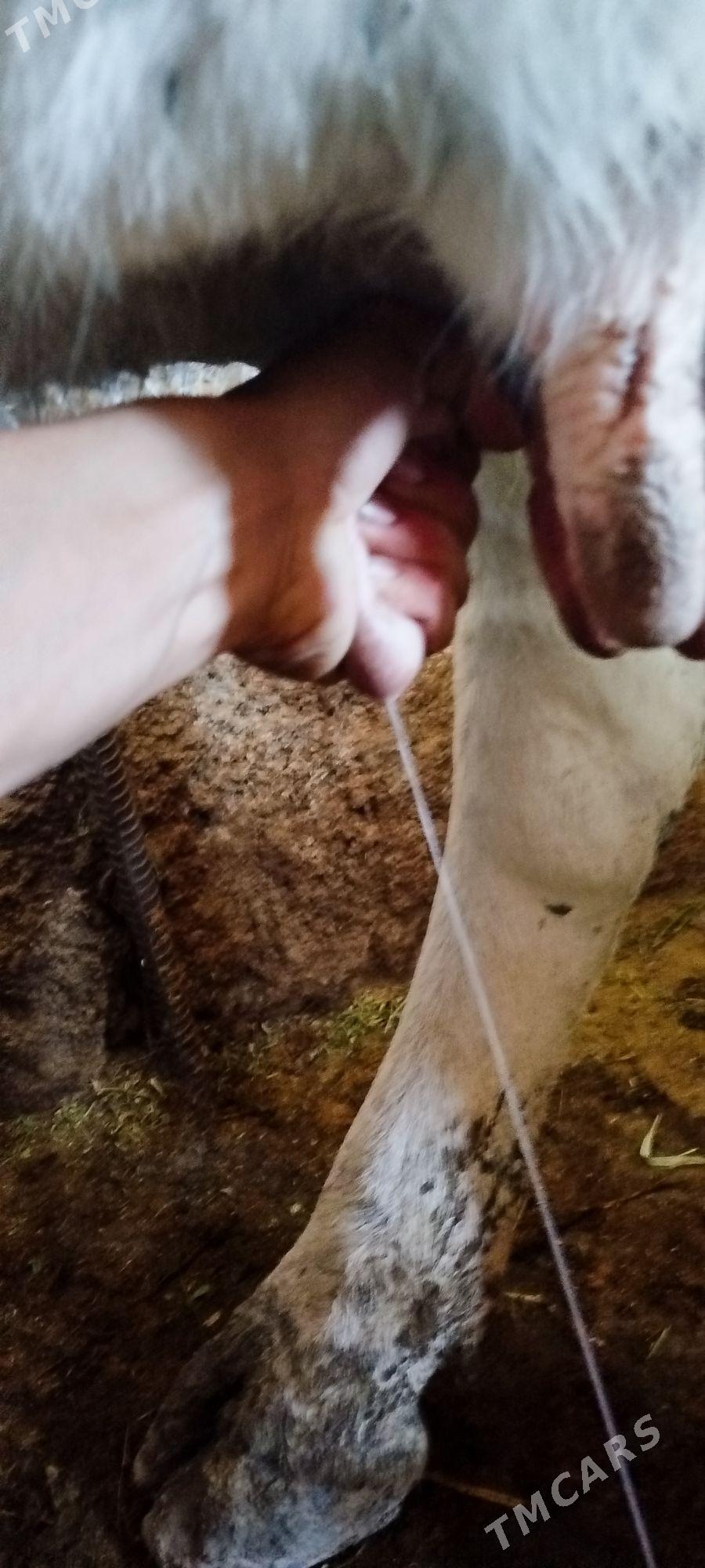 Gibrit Gölely sygyr - Бахарден - img 2